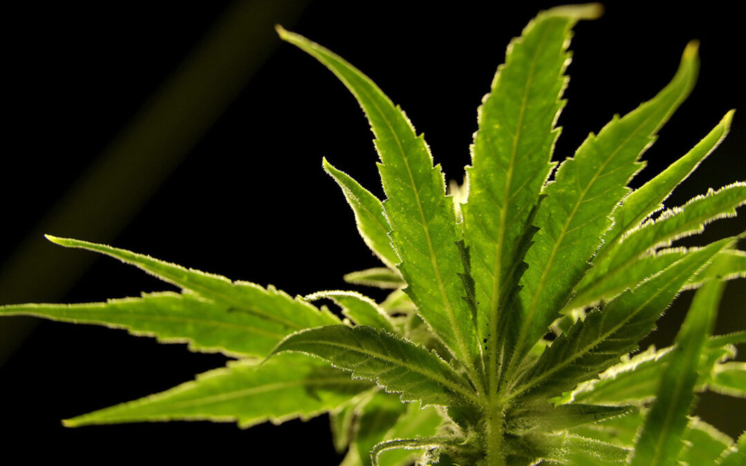 Virginia joins 15 other states in legalizing marijuana